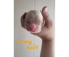 5 males pet quality Cocker spaniel puppies available - 4