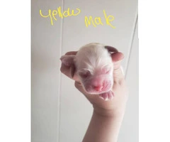 5 males pet quality Cocker spaniel puppies available - 6