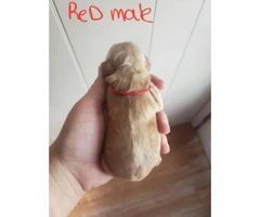 5 males pet quality Cocker spaniel puppies available - 9