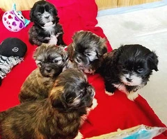 Five Shih tzu puppies available to be rehomed