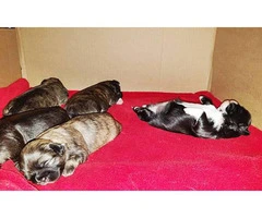 Five Shih tzu puppies available to be rehomed - 2