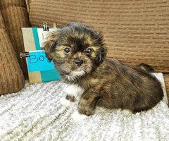 Five Shih tzu puppies available to be rehomed - 4