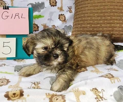 Five Shih tzu puppies available to be rehomed - 5