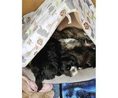 Five Shih tzu puppies available to be rehomed - 6