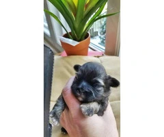 Five Shih tzu puppies available to be rehomed - 7