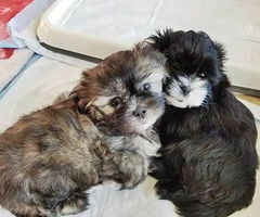 Five Shih tzu puppies available to be rehomed - 8
