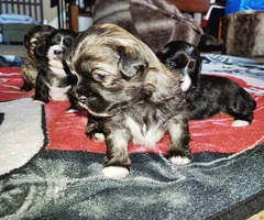 Five Shih tzu puppies available to be rehomed - 9