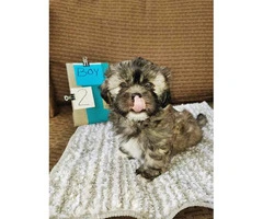 Five Shih tzu puppies available to be rehomed - 10