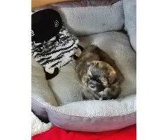 Five Shih tzu puppies available to be rehomed - 11