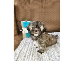 Five Shih tzu puppies available to be rehomed - 13