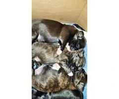 Five Shih tzu puppies available to be rehomed - 14