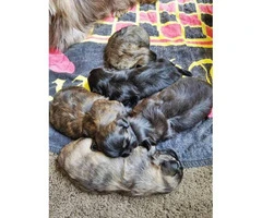 Five Shih tzu puppies available to be rehomed - 16