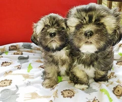Five Shih tzu puppies available to be rehomed - 17