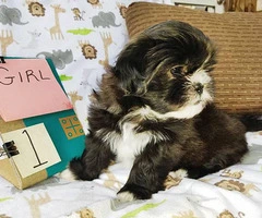 Five Shih tzu puppies available to be rehomed - 18
