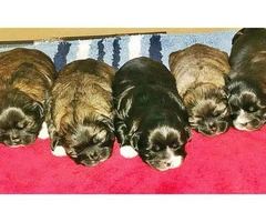 Five Shih tzu puppies available to be rehomed - 20