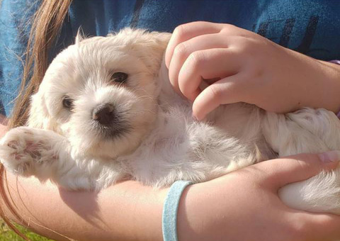 4 Coton de Tulear puppies for Adoption