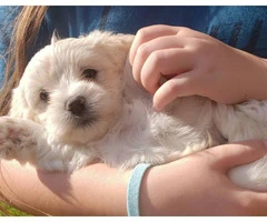 4 Coton de Tulear puppies for Adoption