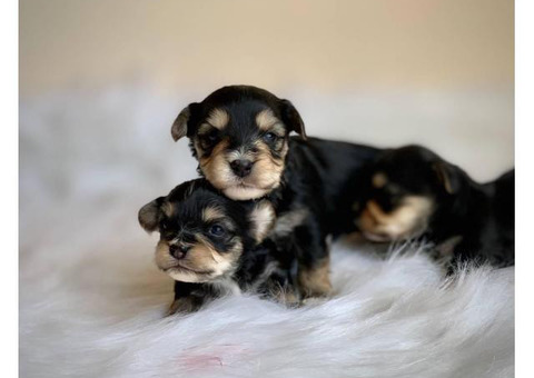 2 boys and 1 girl Morkie babies for rehoming