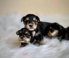 2 boys and 1 girl Morkie babies for rehoming