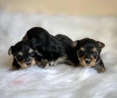 2 boys and 1 girl Morkie babies for rehoming - 3