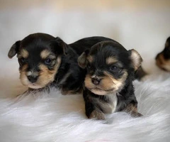 2 boys and 1 girl Morkie babies for rehoming - 4