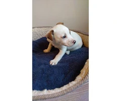 Cute Jack Russell puppy need a good home
