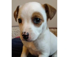 Cute Jack Russell puppy need a good home - 2