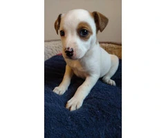 Cute Jack Russell puppy need a good home - 3