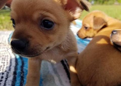 Three sweet chihuahua puppies looking for a new home