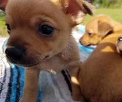 Three sweet chihuahua puppies looking for a new home