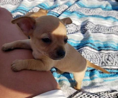 Three sweet chihuahua puppies looking for a new home - 2