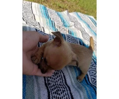 Three sweet chihuahua puppies looking for a new home - 3