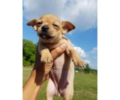 Three sweet chihuahua puppies looking for a new home - 4