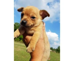 Three sweet chihuahua puppies looking for a new home - 5
