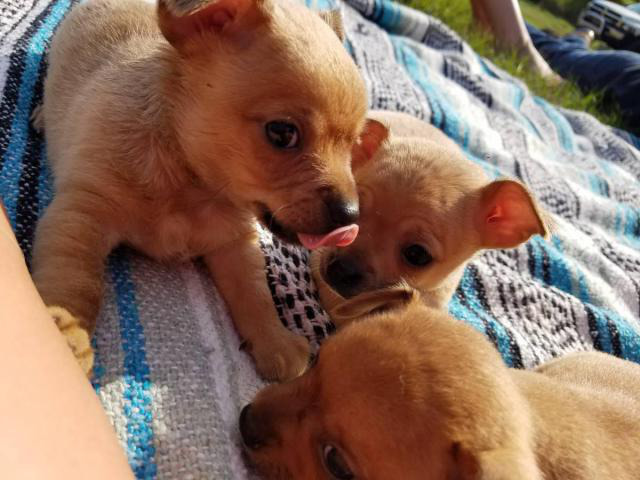 Three sweet chihuahua puppies looking for a new home in