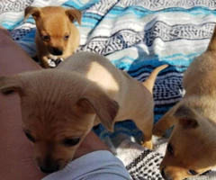 Three sweet chihuahua puppies looking for a new home - 8