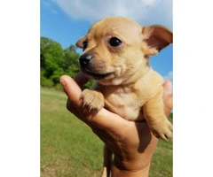 Three sweet chihuahua puppies looking for a new home - 9