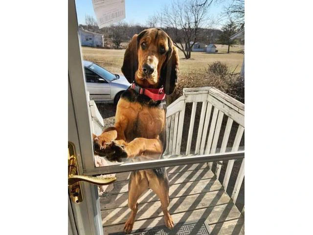 Purebred Bloodhound puppy for rehoming