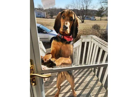 Purebred Bloodhound puppy for rehoming
