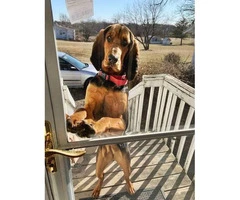Purebred Bloodhound puppy for rehoming