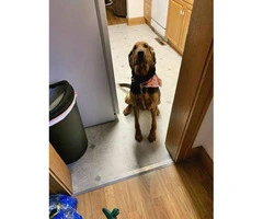 Purebred Bloodhound puppy for rehoming - 2
