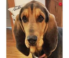 Purebred Bloodhound puppy for rehoming - 4