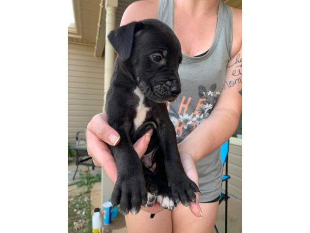 4 Great Dane puppies for sale in Athens, Georgia - Puppies ...