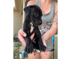 Great Dane Puppy For Sale By Ownergeorgia Puppies For Sale Near Me