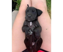 4 Great Dane puppies for sale - 2