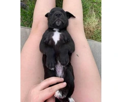4 Great Dane puppies for sale - 3