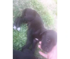 4 Great Dane puppies for sale - 4