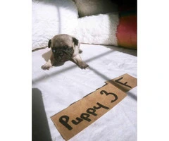 6 Beautiful healthy Pug puppies available - 3