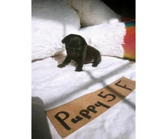 6 Beautiful healthy Pug puppies available - 5