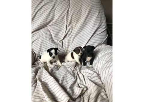 Rat Cha Puppies 200 each